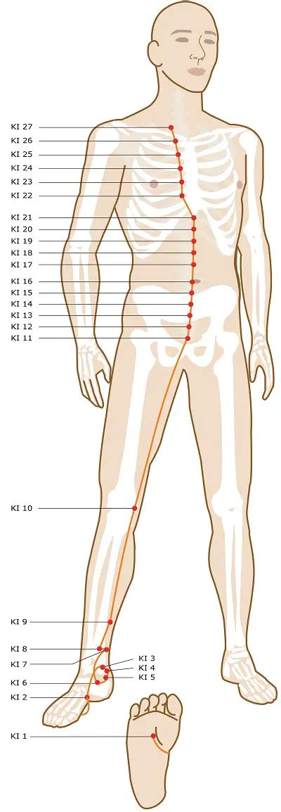 kidney meridian chart.